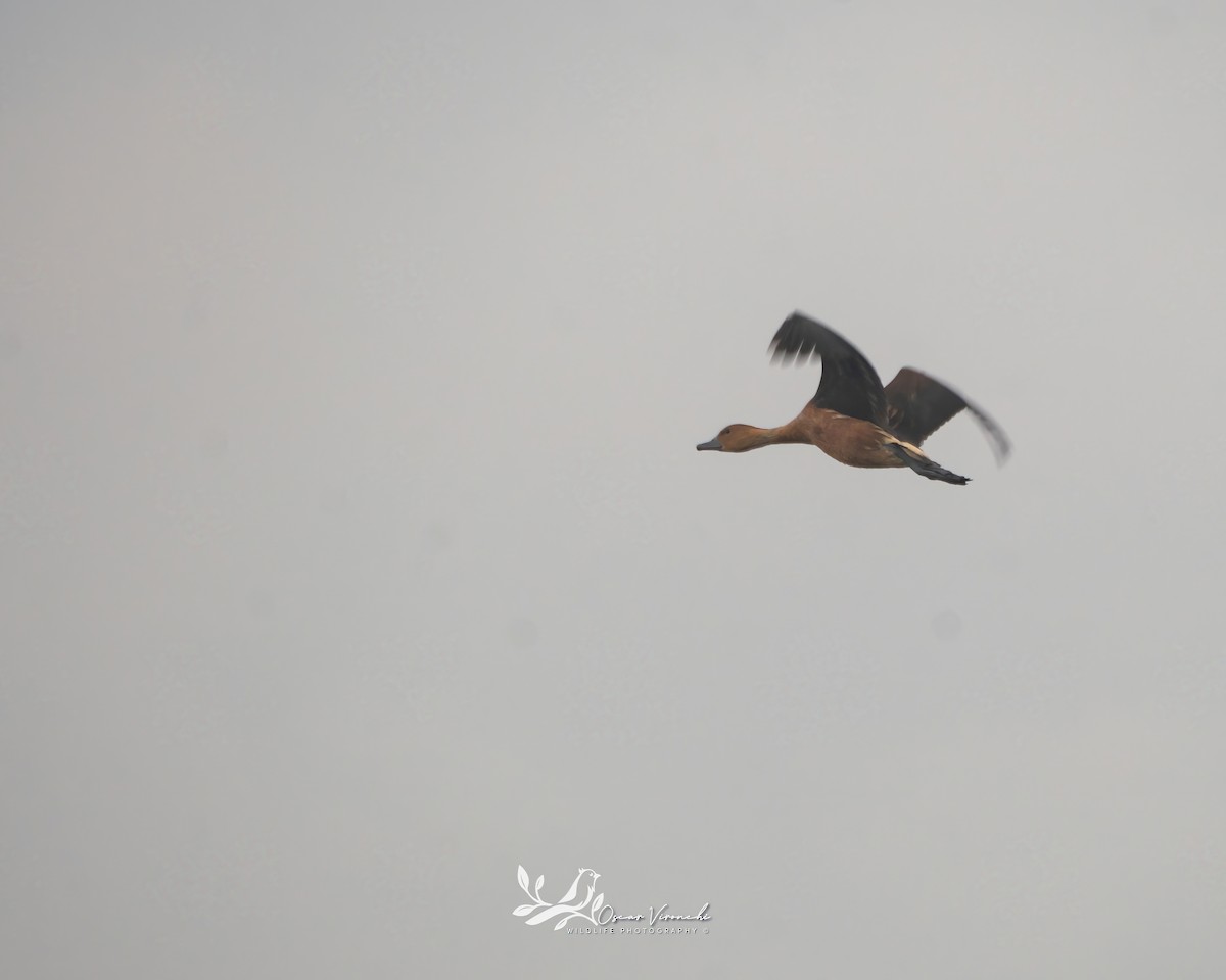 Fulvous Whistling-Duck - ML475496481