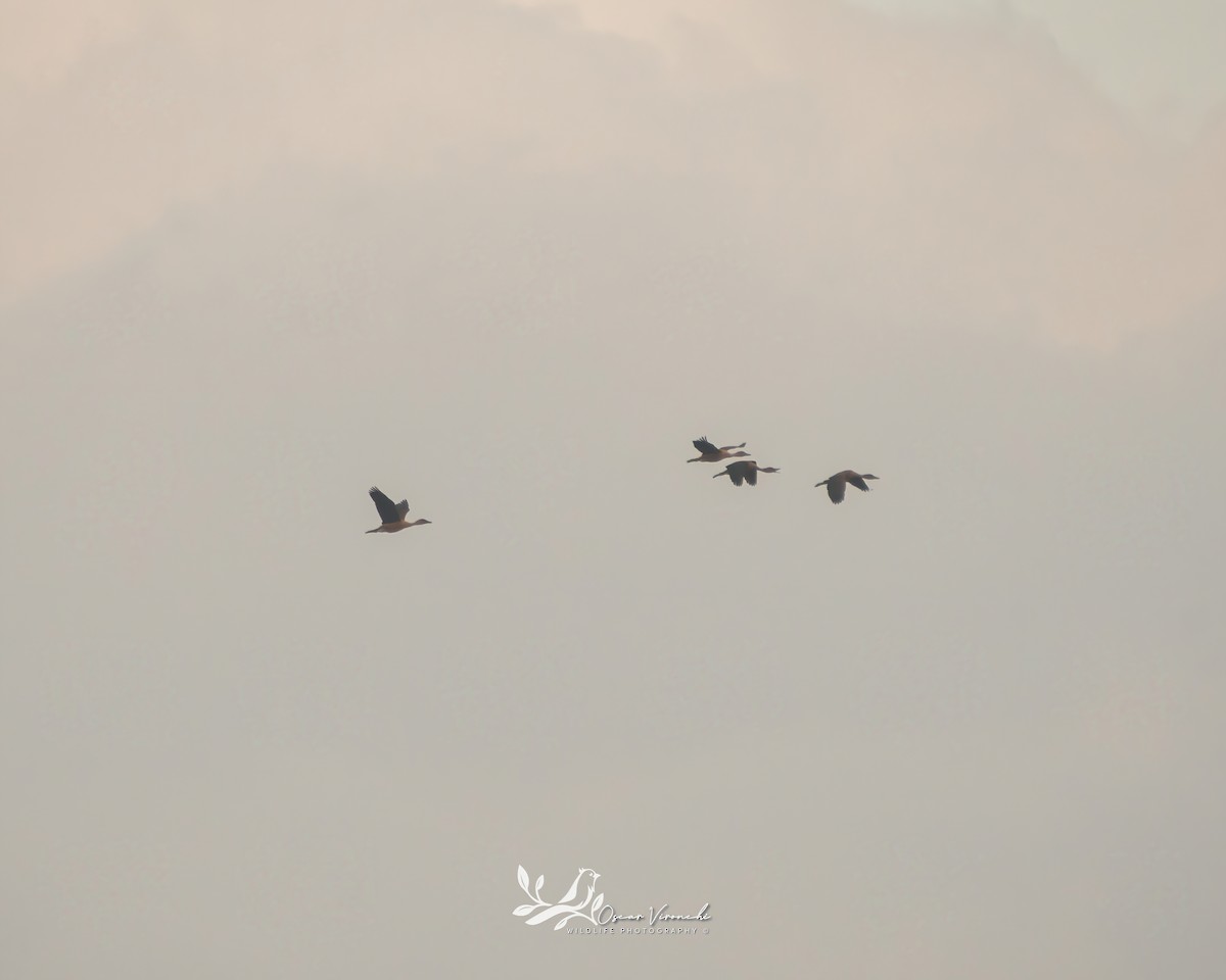 Fulvous Whistling-Duck - ML475496491