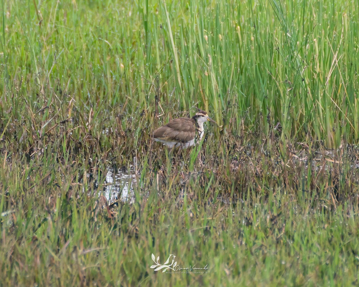 Northern Jacana - ML475496791
