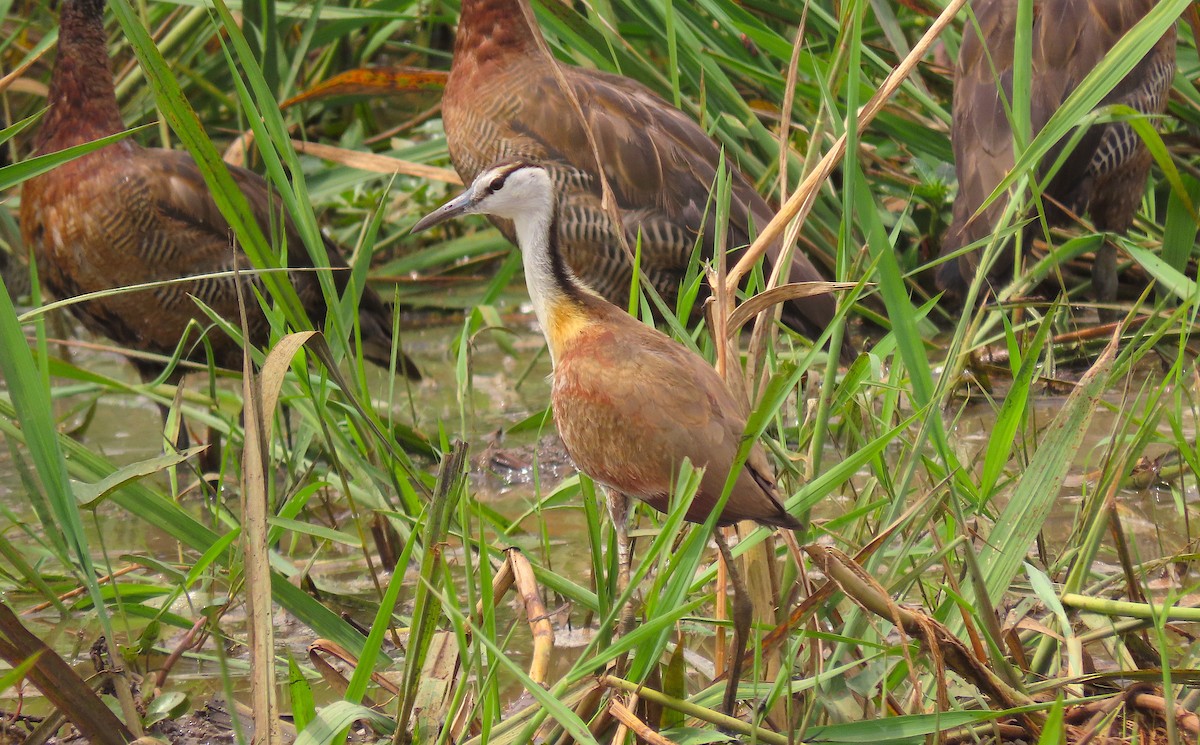 Jacana à poitrine dorée - ML475496881