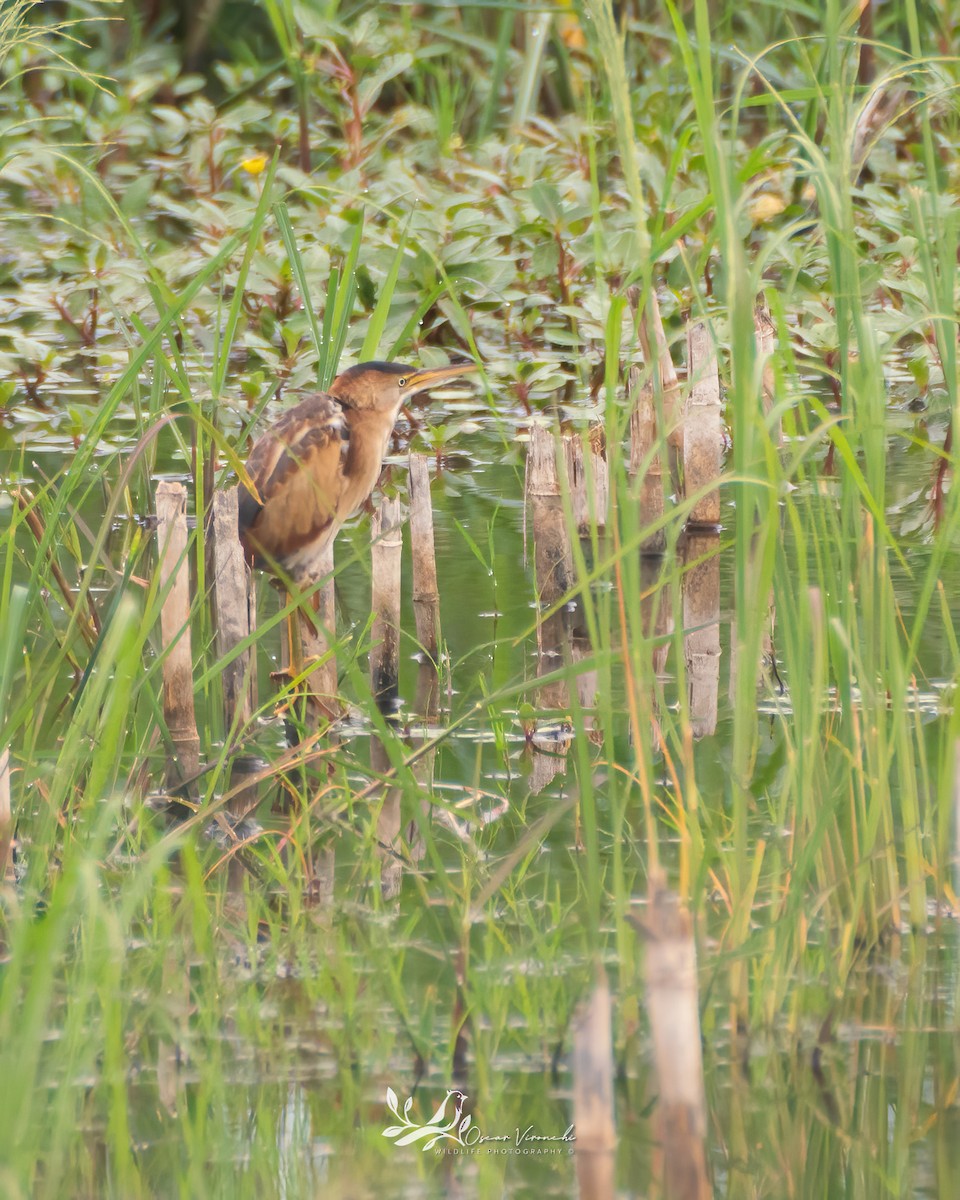 Least Bittern - ML475496911