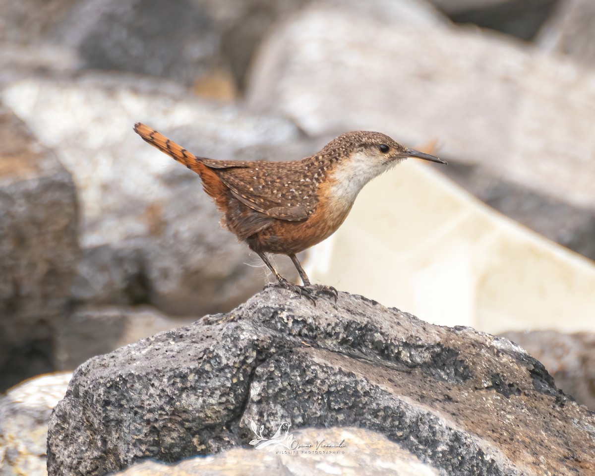 Canyon Wren - ML475497091