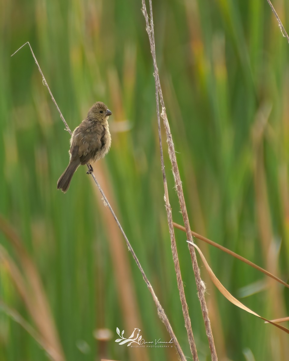 Cinnamon-rumped Seedeater - ML475497321