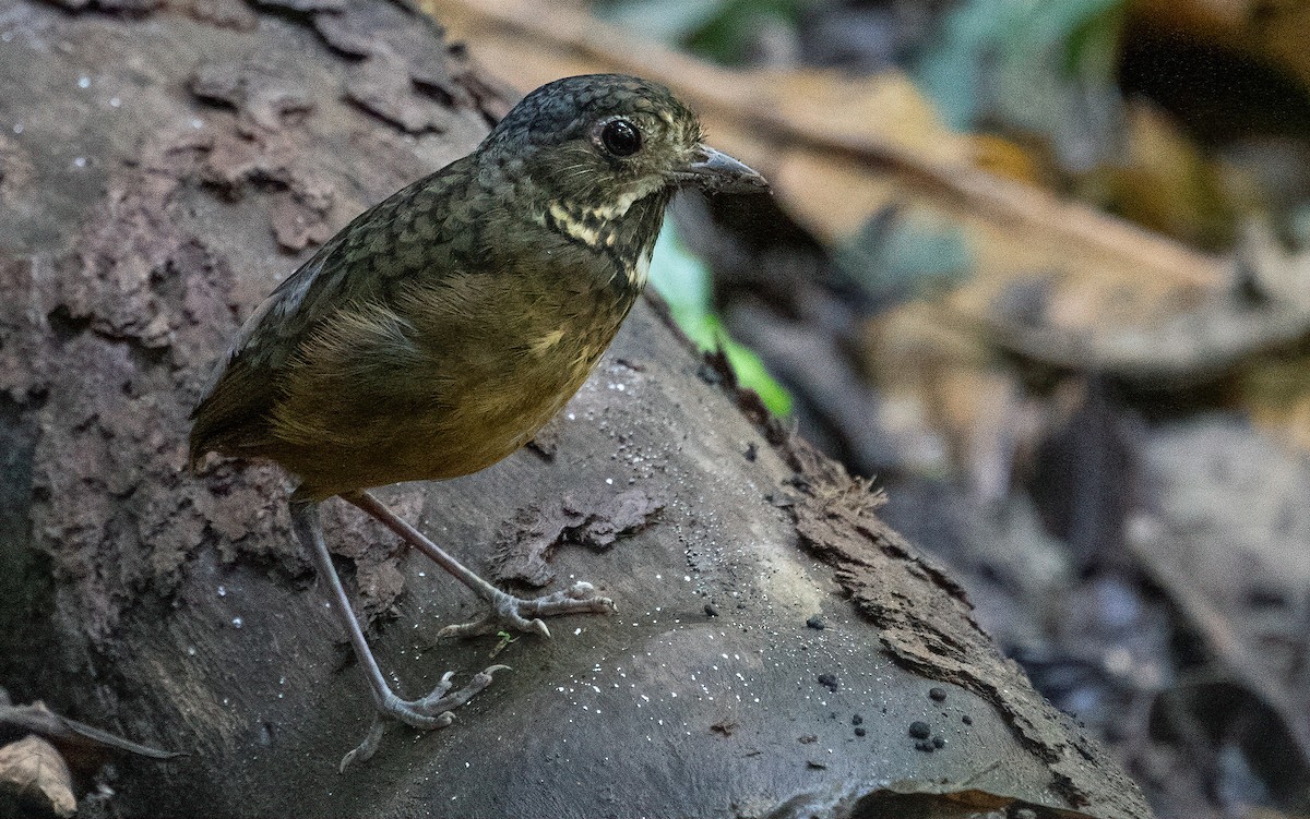 Scaled Antpitta - ML475497351