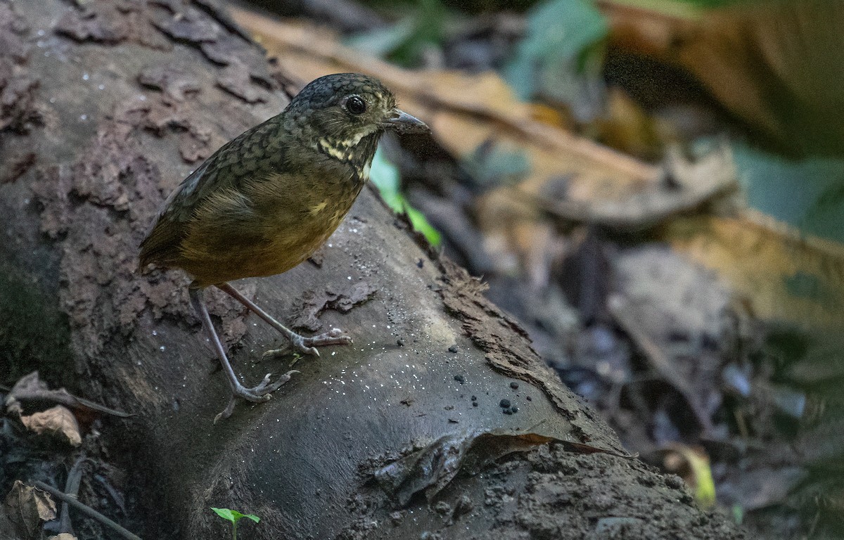 Scaled Antpitta - George Armistead | Hillstar Nature