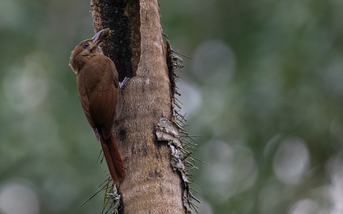 Plain-brown Woodcreeper - George Armistead | Hillstar Nature