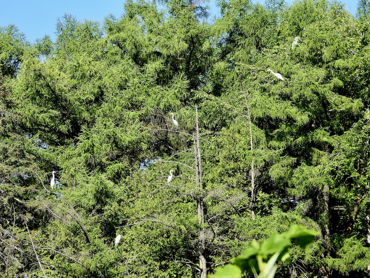 Great Egret - ML475497671