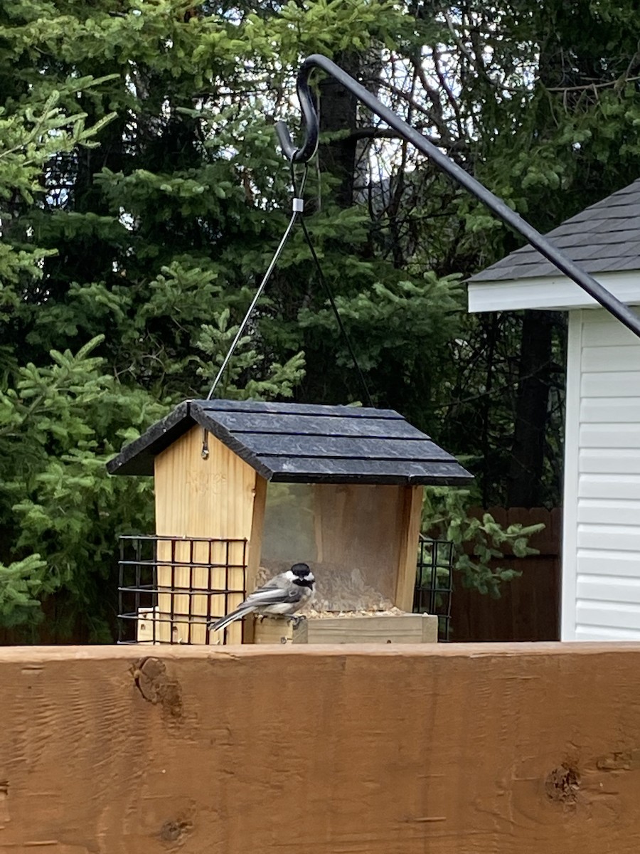 Black-capped Chickadee - ML475497711