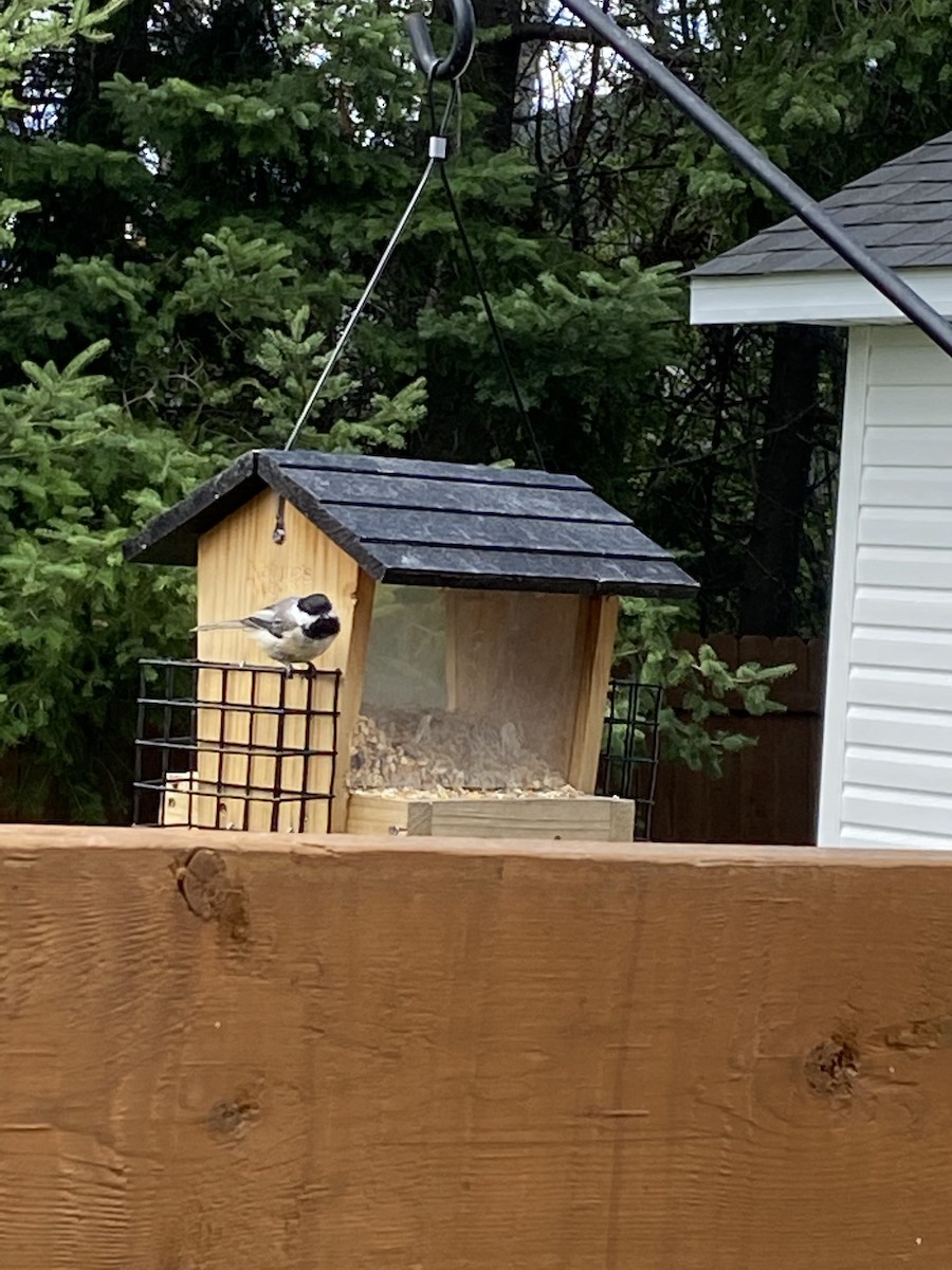 Black-capped Chickadee - ML475497721