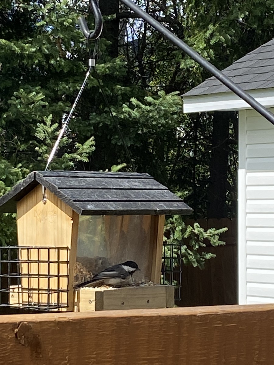 Black-capped Chickadee - ML475497731