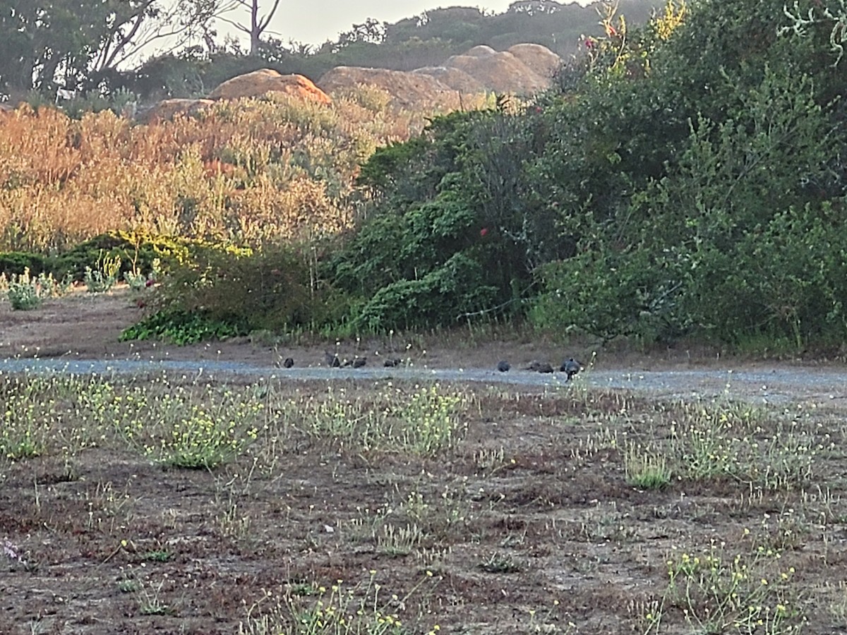 California Quail - ML475498451