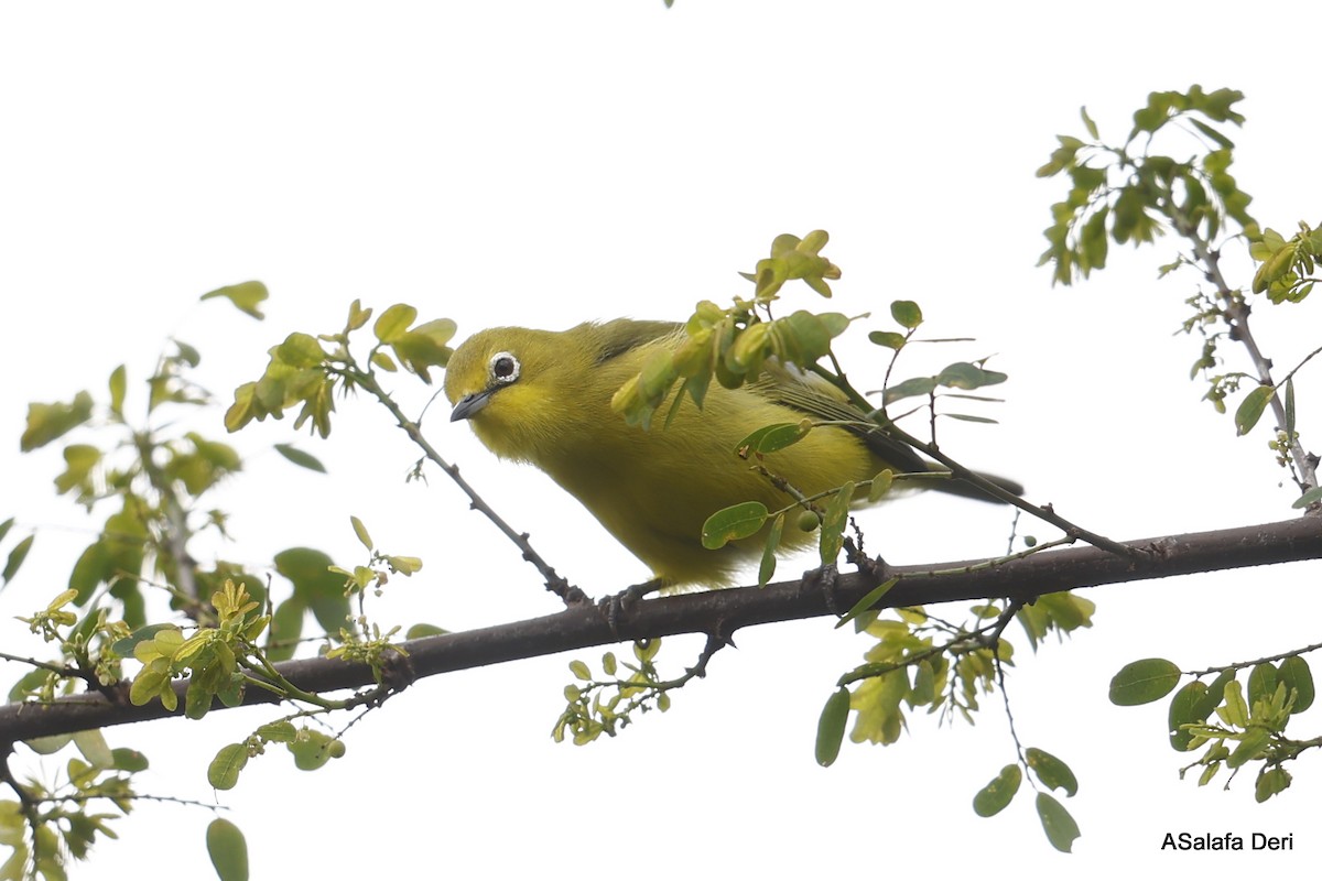 Northern Yellow White-eye (jacksoni/gerhardi) - ML475498671