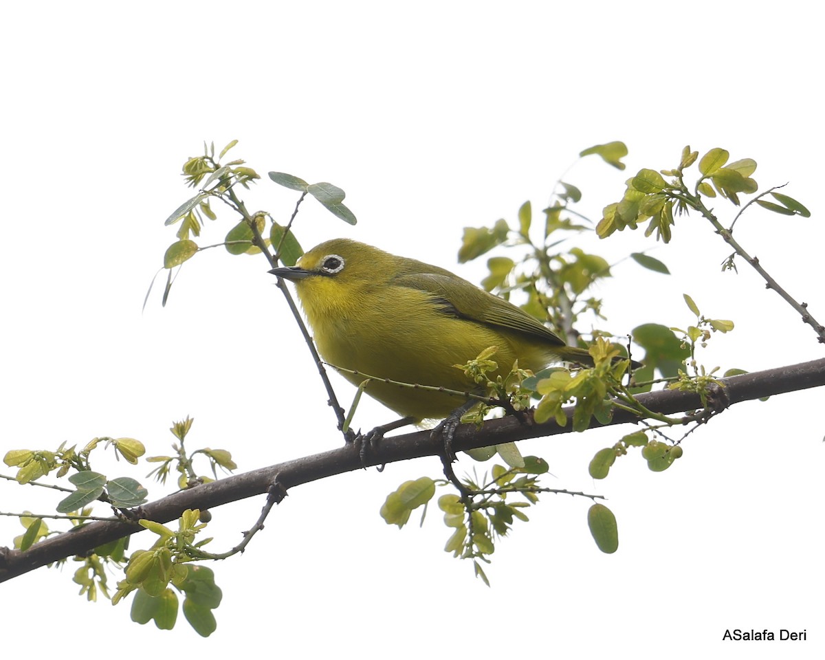 Northern Yellow White-eye (jacksoni/gerhardi) - ML475498681