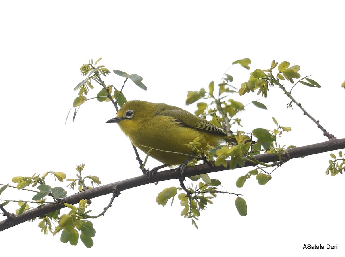 Northern Yellow White-eye (jacksoni/gerhardi) - ML475498691