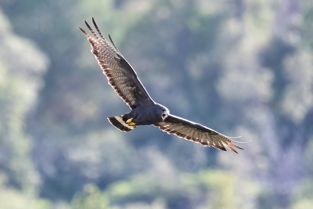 Zone-tailed Hawk - ML475500241