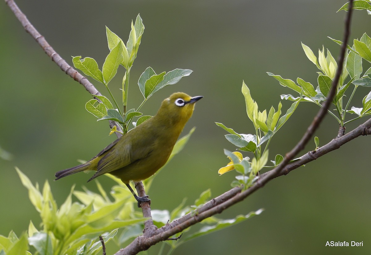 Northern Yellow White-eye (jacksoni/gerhardi) - ML475500591