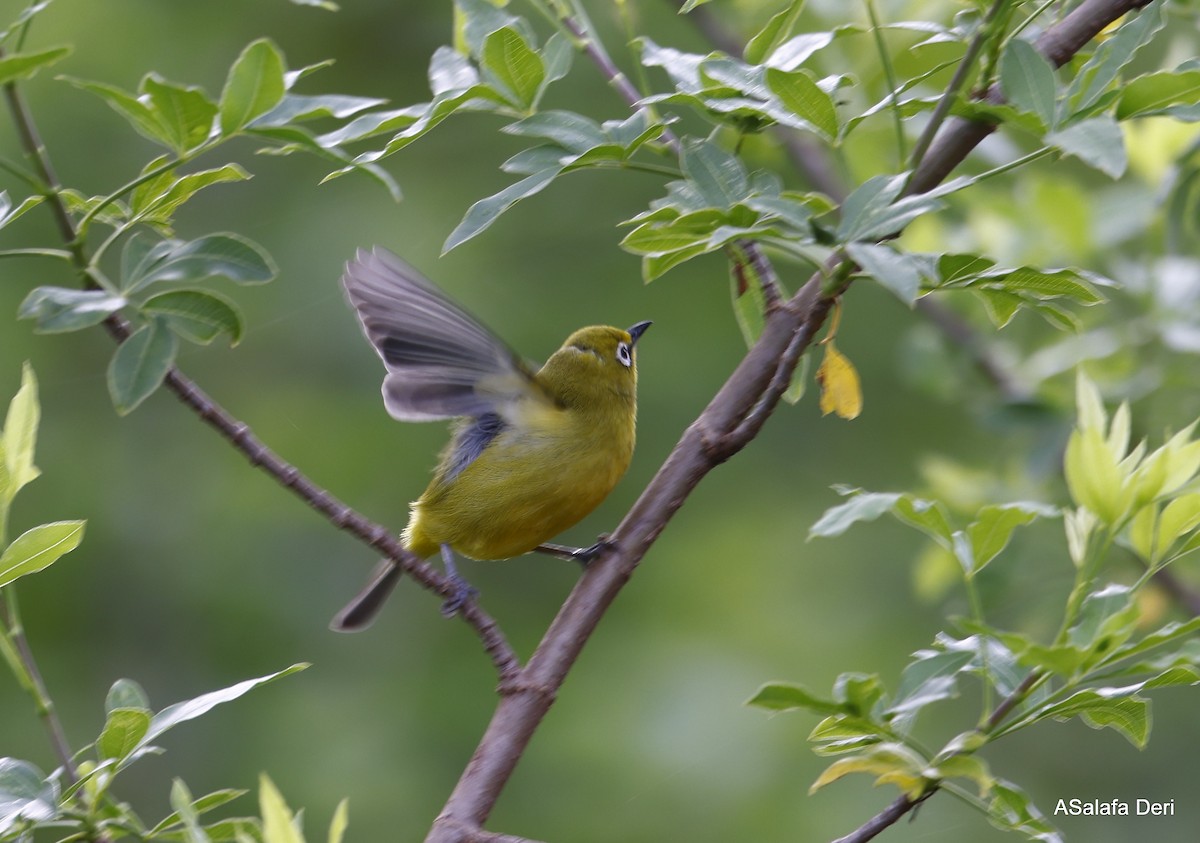 Northern Yellow White-eye (jacksoni/gerhardi) - ML475500621