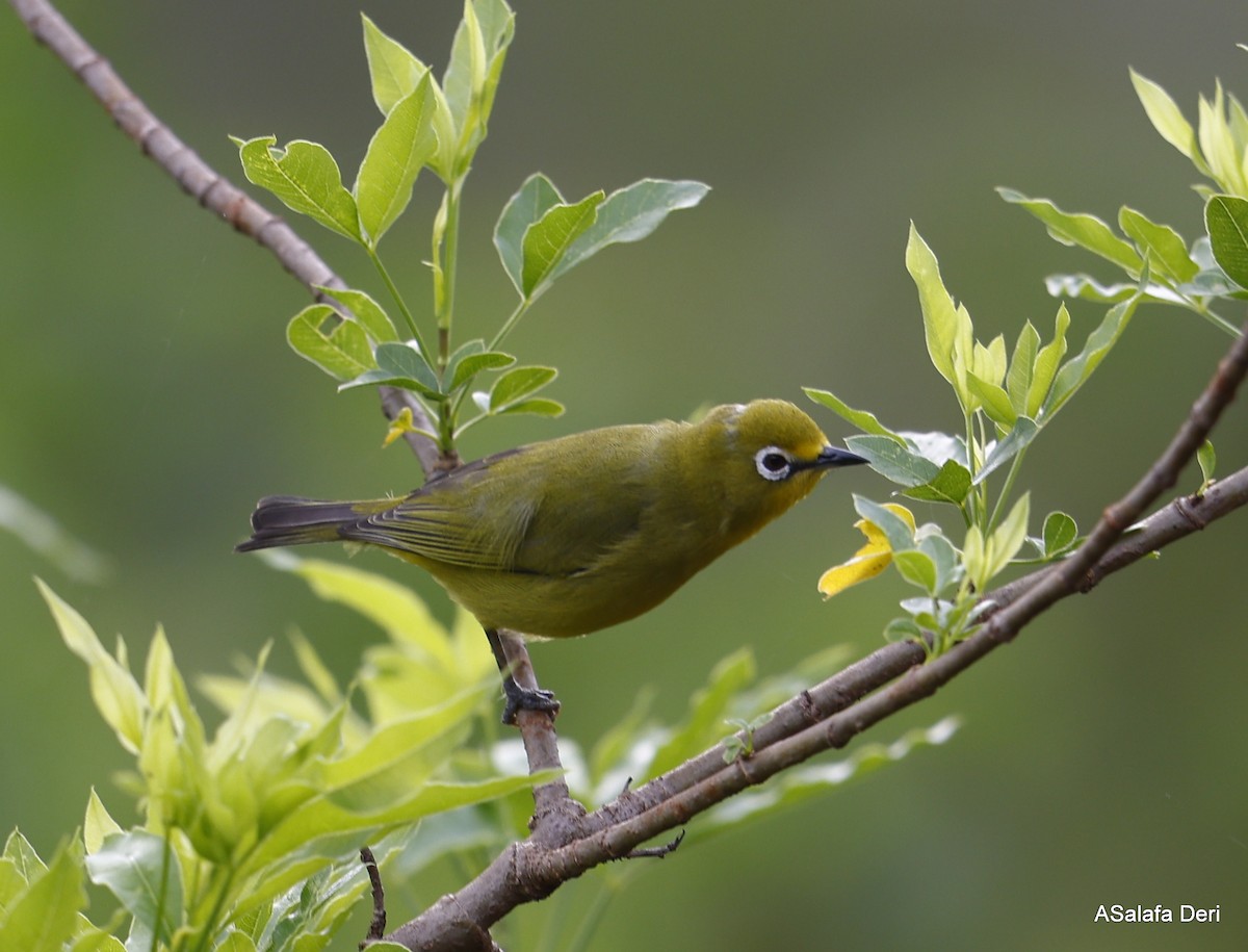 Northern Yellow White-eye (jacksoni/gerhardi) - ML475500631