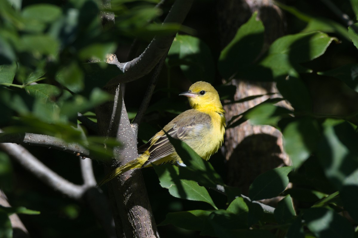 Oriole des vergers - ML475501011