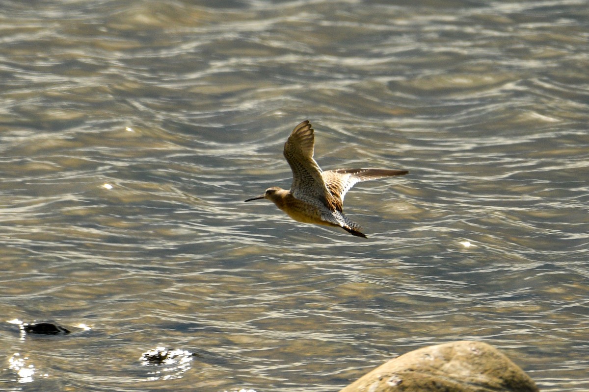 Short-billed Dowitcher - ML475501231