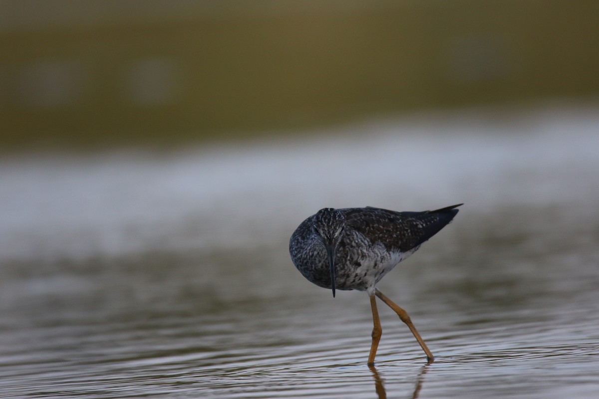 Greater Yellowlegs - ML475502071