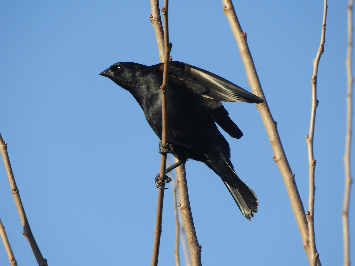 Screaming Cowbird - Gonzalo Diaz / Birdwatching Argentina.Ar