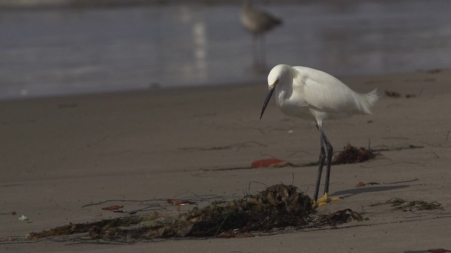 Snowy Egret - ML475503