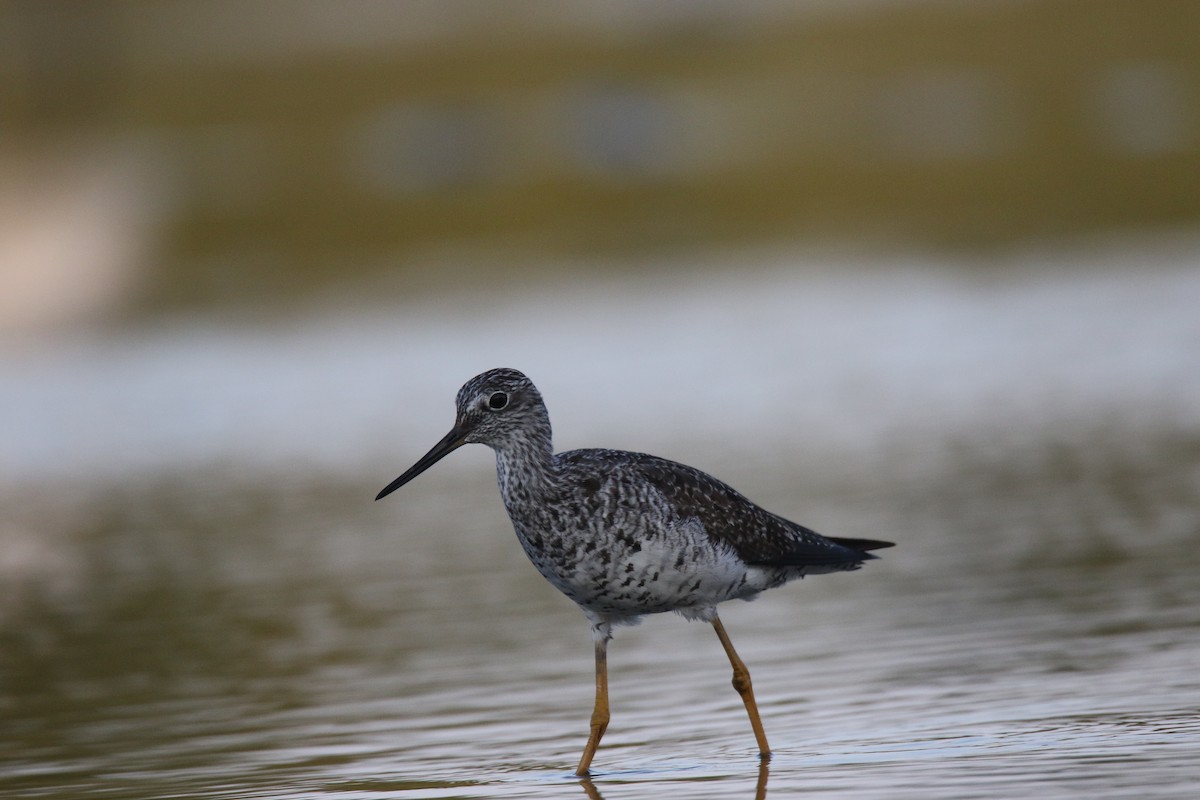 Greater Yellowlegs - ML475503091