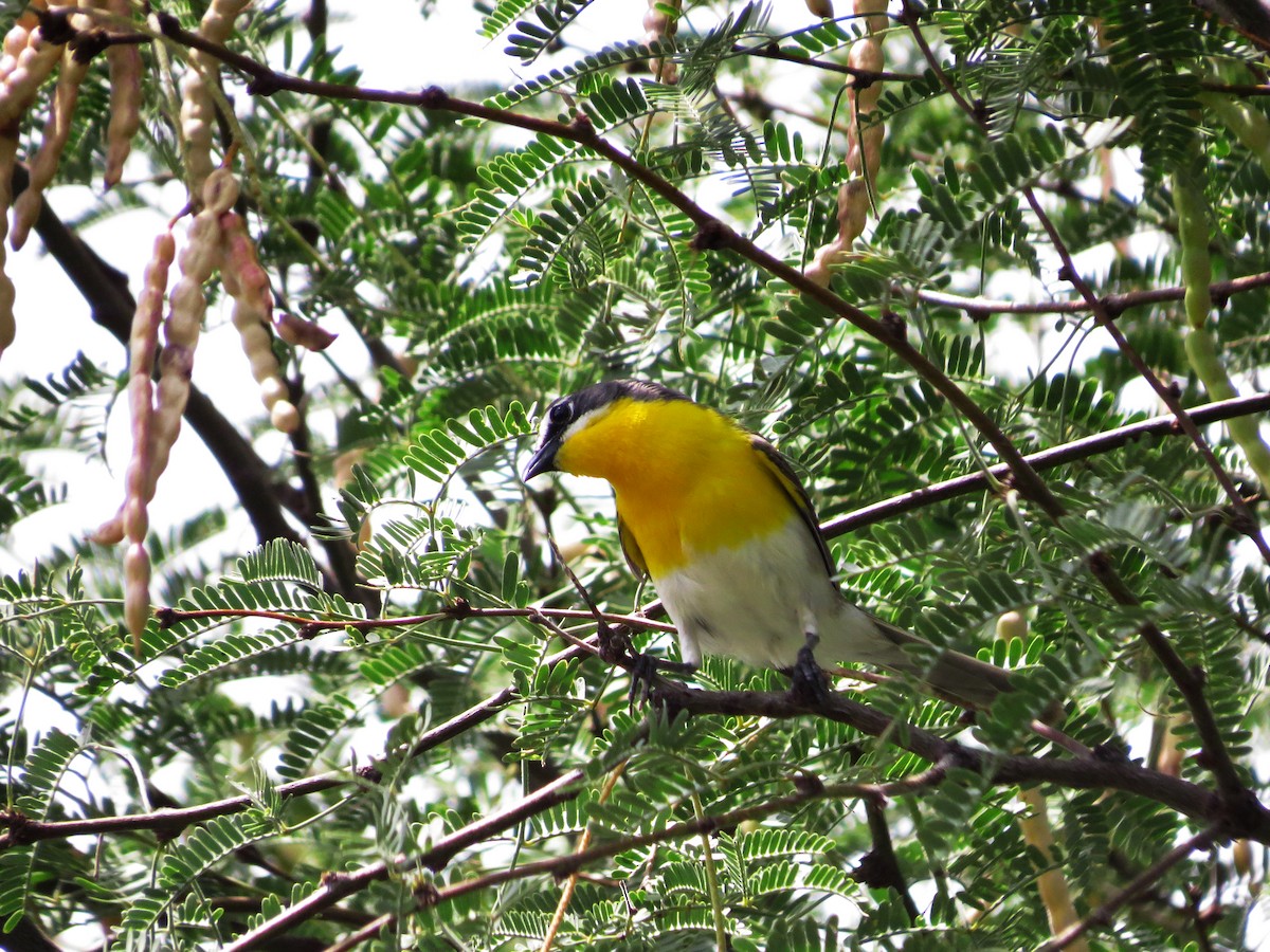 Yellow-breasted Chat - ML475503311
