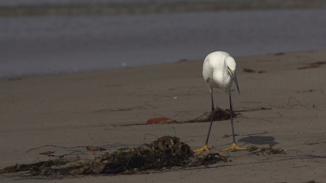 Snowy Egret - ML475505