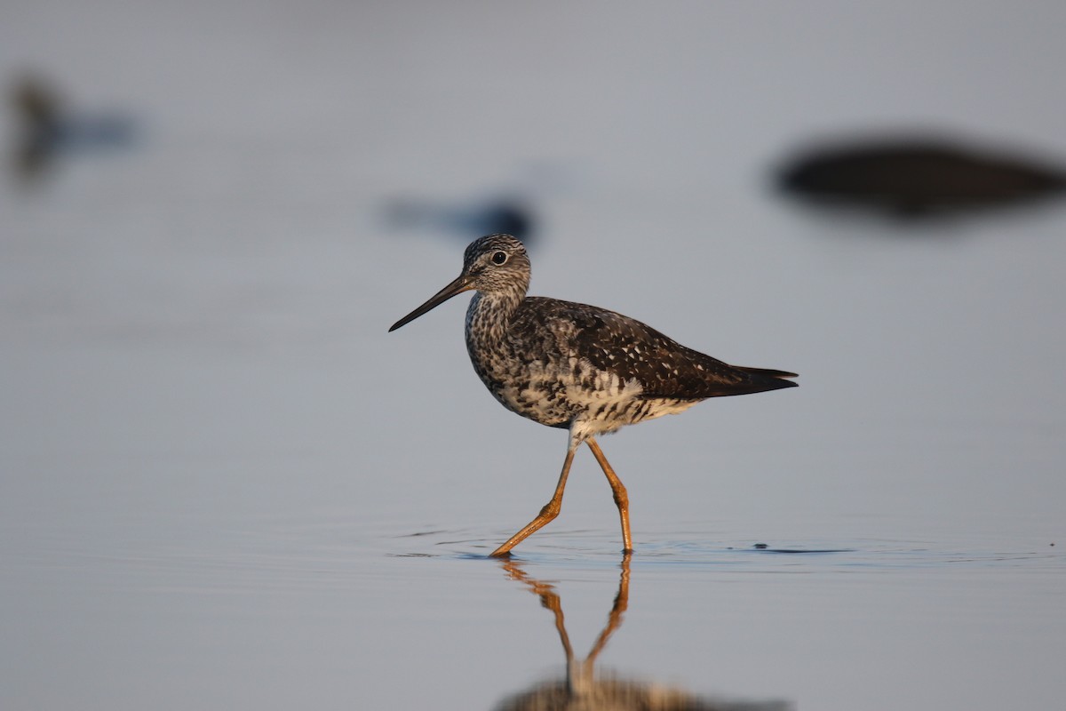 Greater Yellowlegs - ML475505111