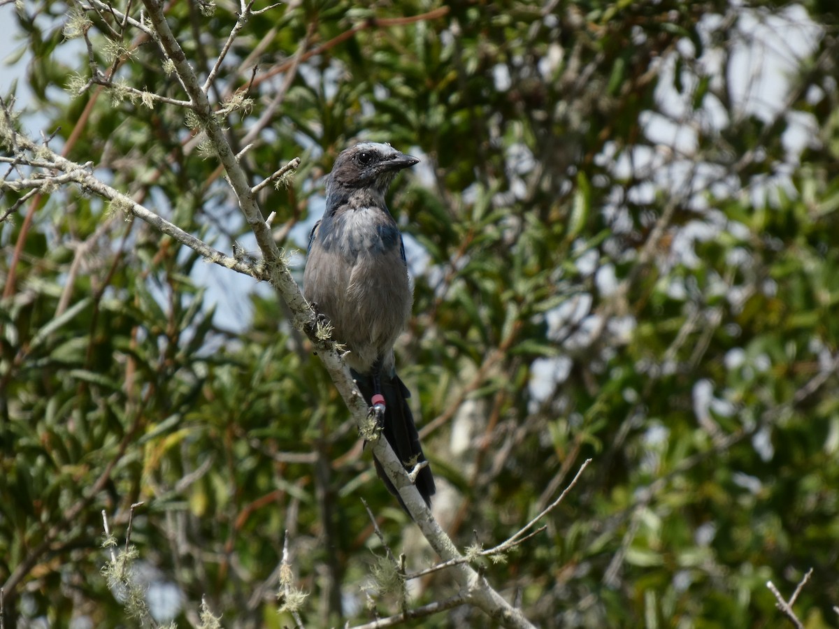 Florida Scrub-Jay - ML475505881