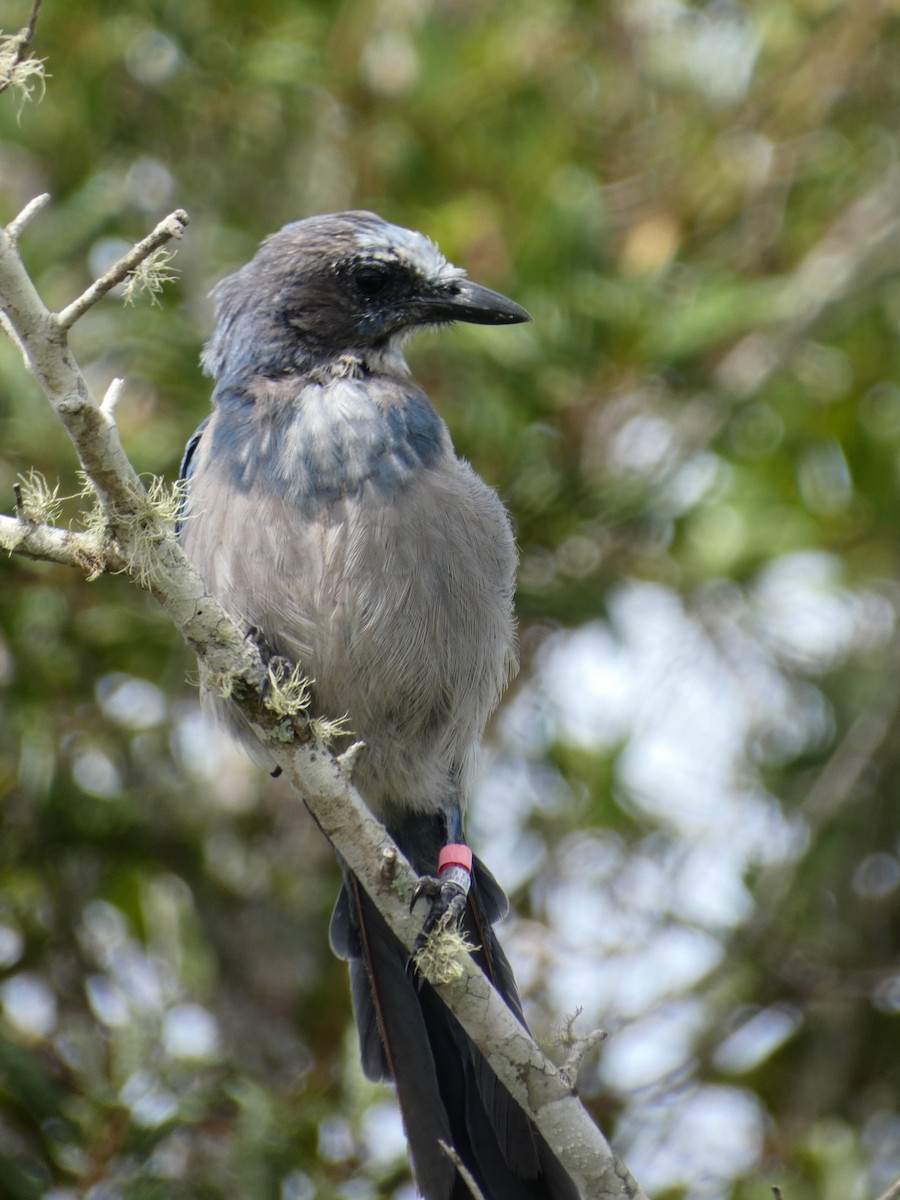 Florida Scrub-Jay - ML475505901