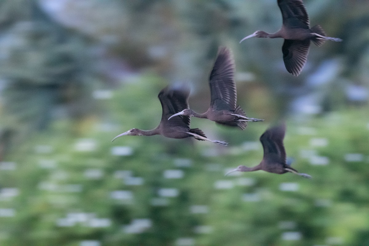 Glossy Ibis - ML475506031