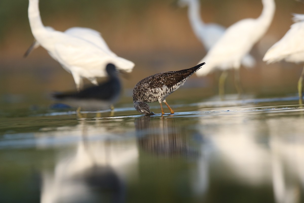 Greater Yellowlegs - ML475506041