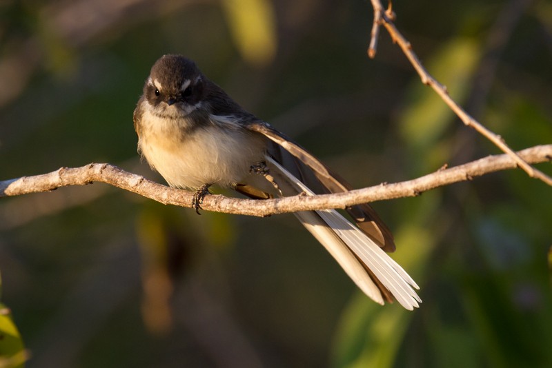 Gray Fantail (albicauda) - ML47550641