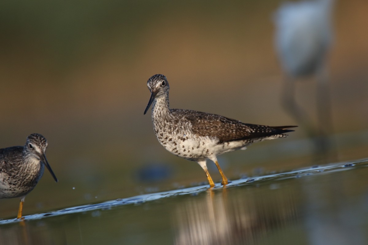 Greater Yellowlegs - ML475507691