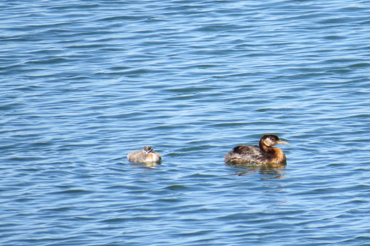 Red-necked Grebe - ML475507871