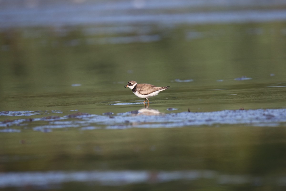 Semipalmated Plover - ML475508271