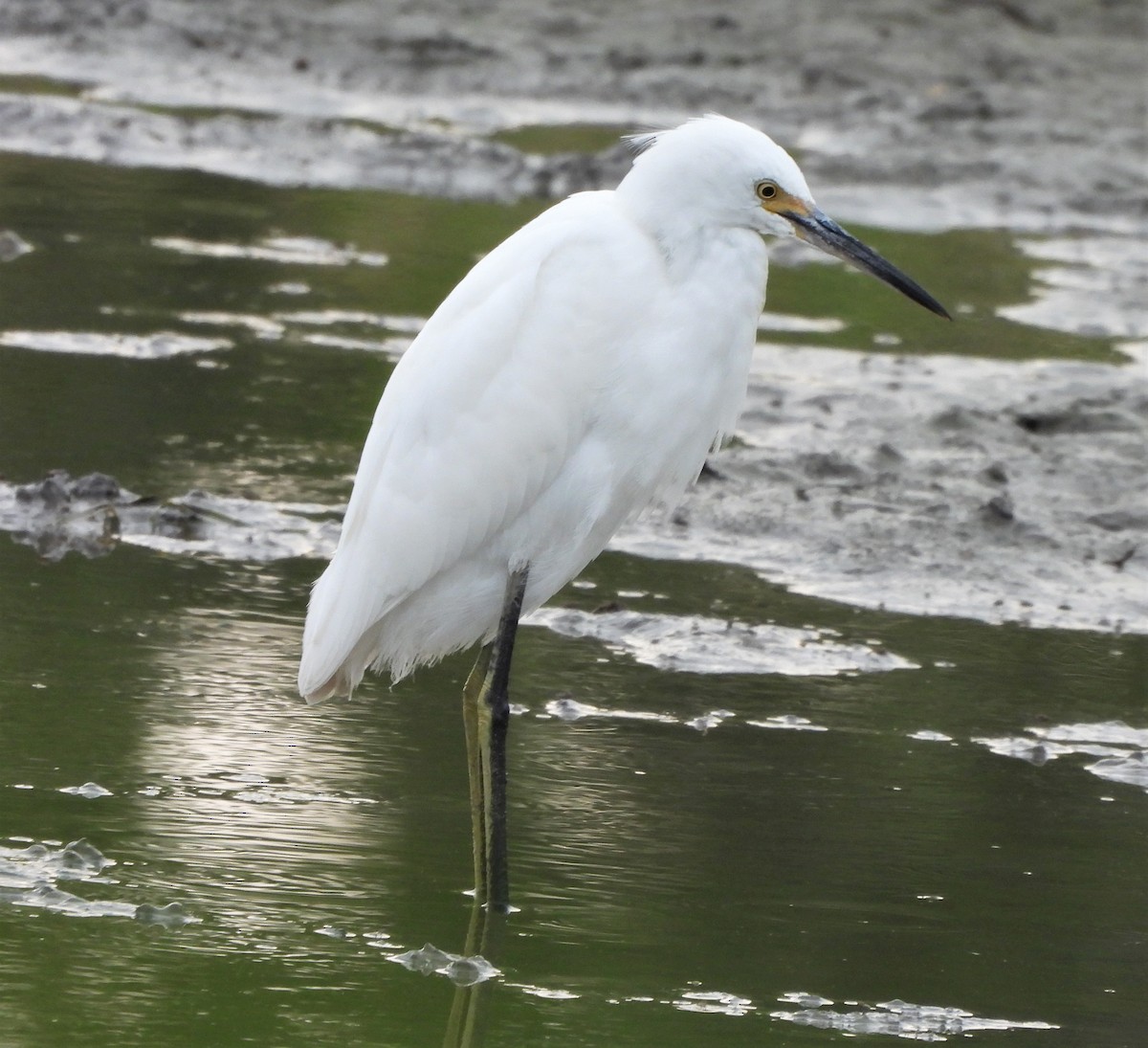 Snowy Egret - ML475508581