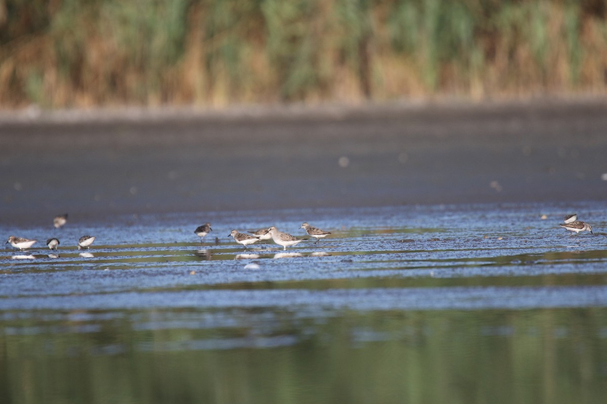 White-rumped Sandpiper - ML475508891