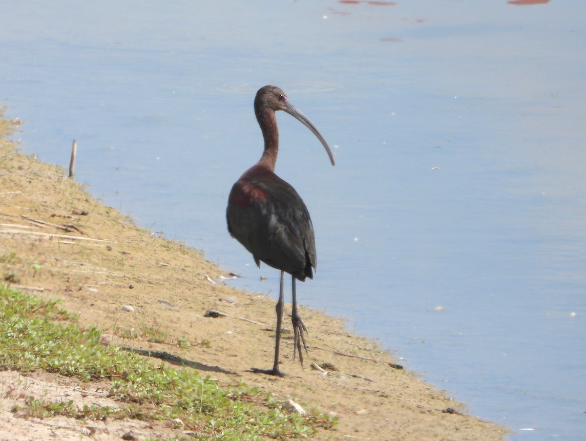 ibis americký - ML475509451