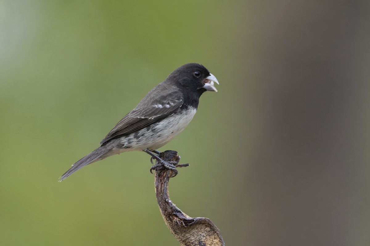 Dubois's Seedeater - ML475509621