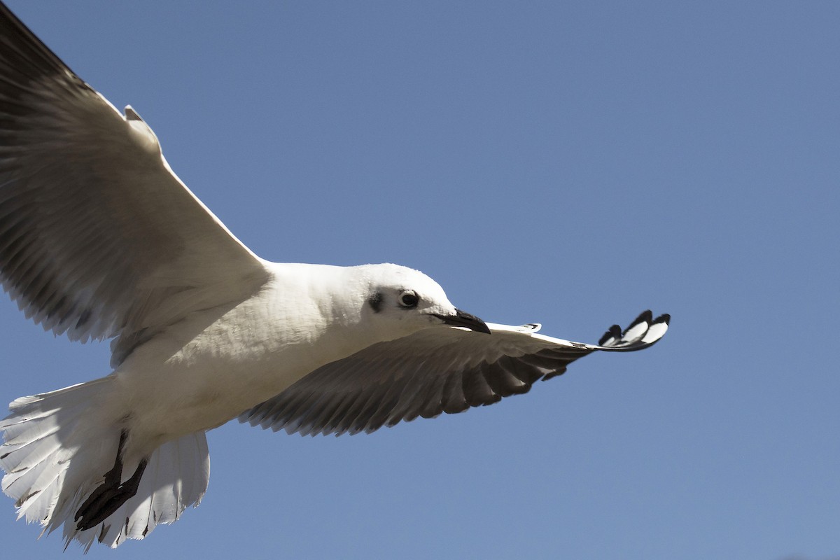 Andean Gull - ML475510631