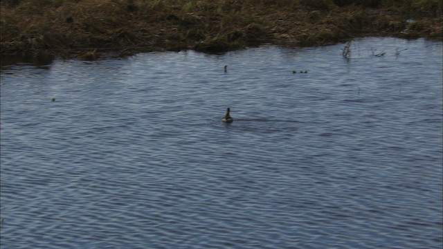 Phalarope à bec étroit - ML475511