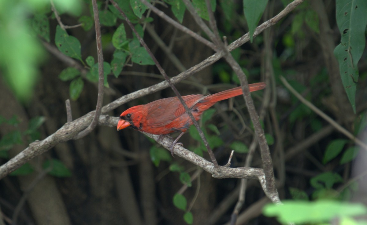 Northern Cardinal - ML475511071