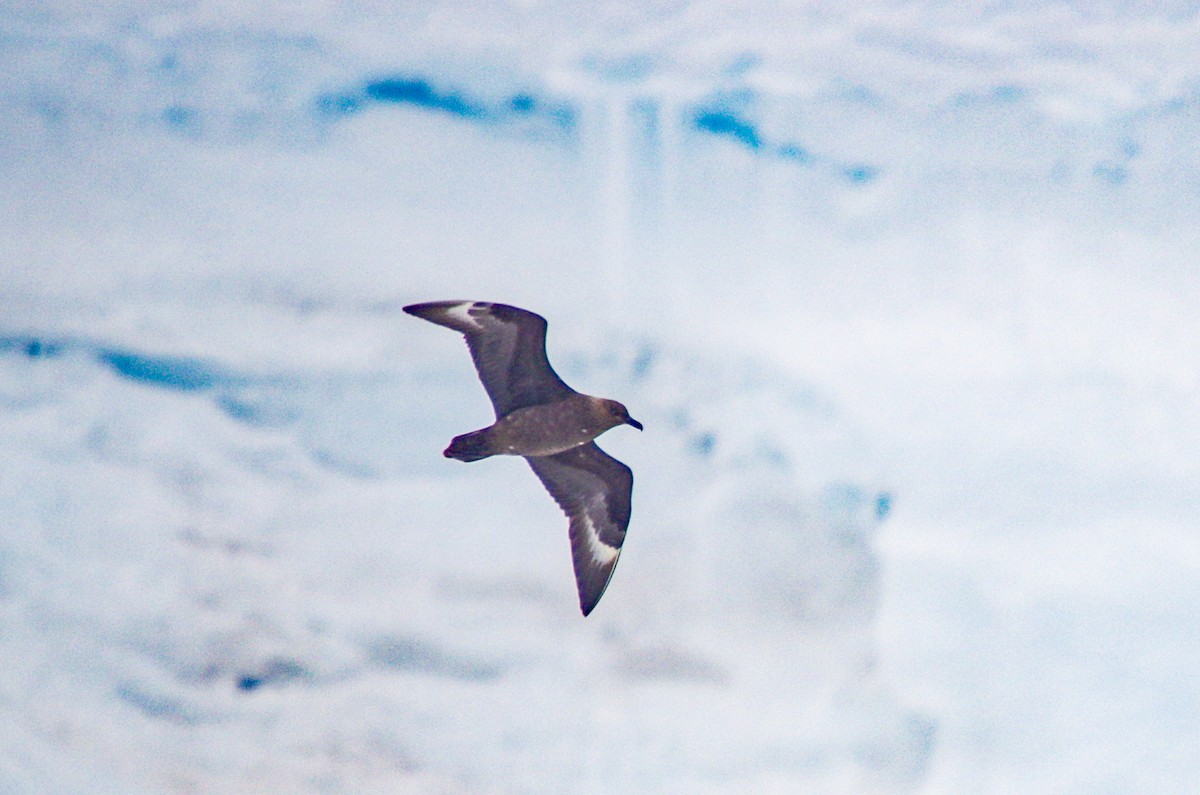 Brown Skua - ML475511971