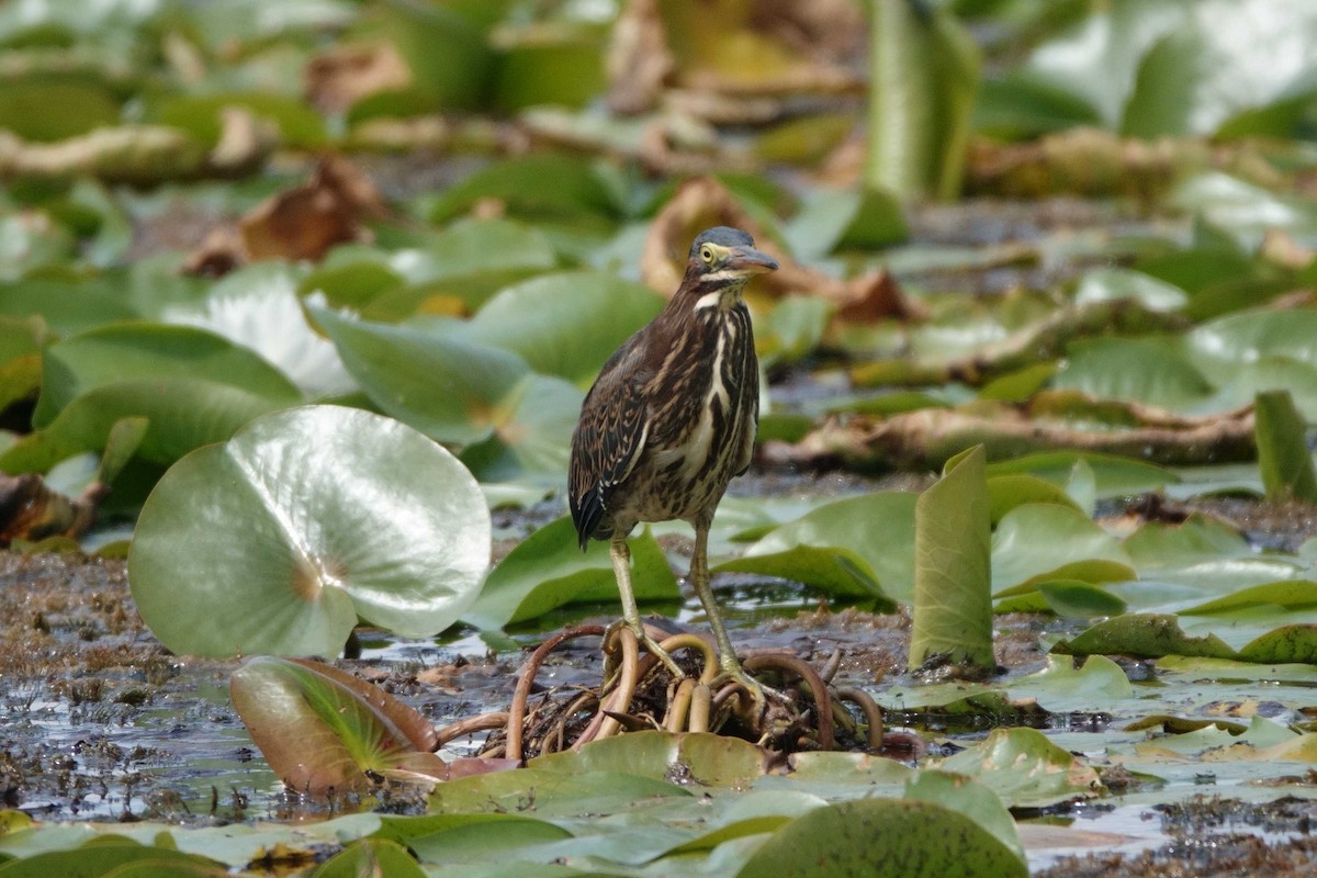 Green Heron - ML475512241