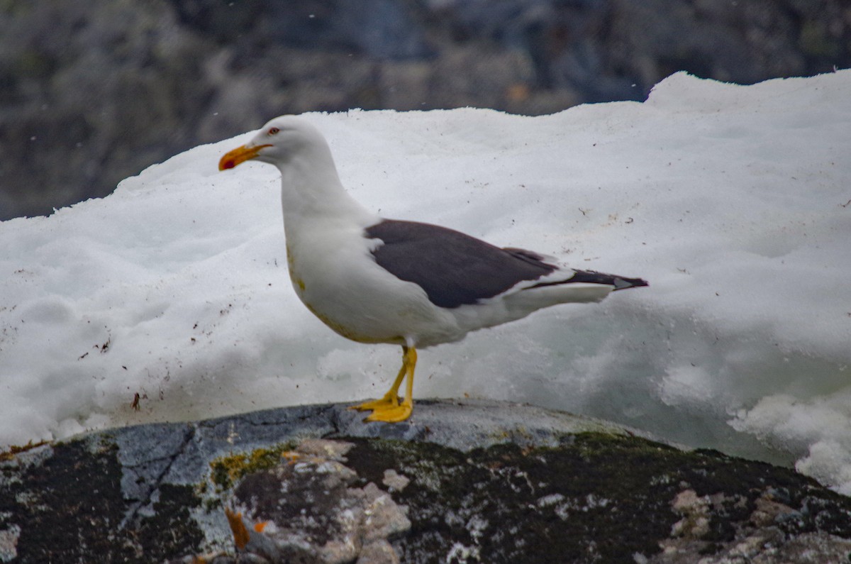 Kelp Gull - ML475512251