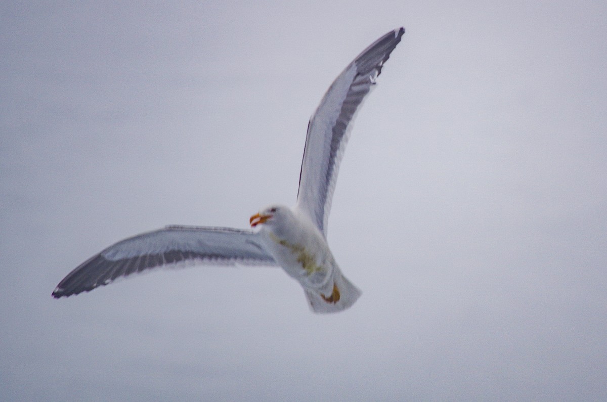 Kelp Gull - ML475512261